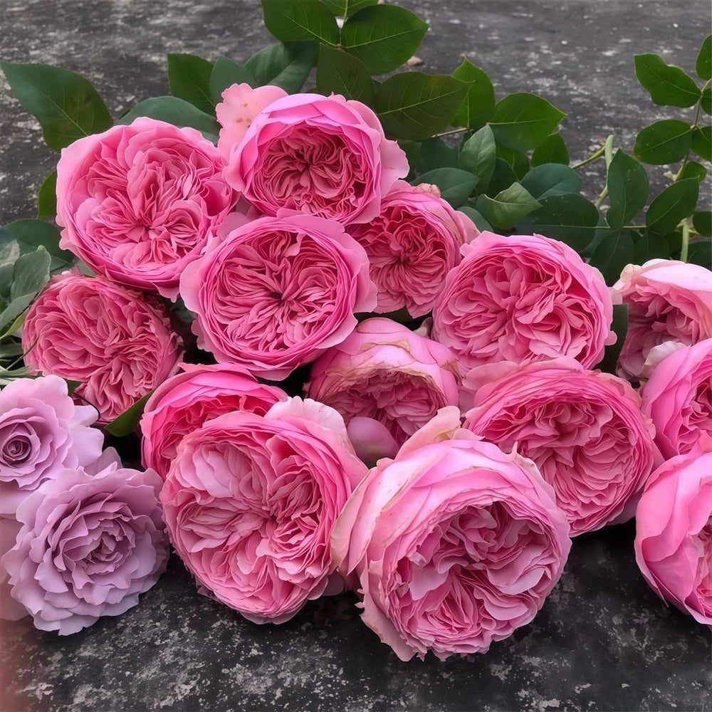 Carey Rose Plant | 凯丽玫瑰 image 8