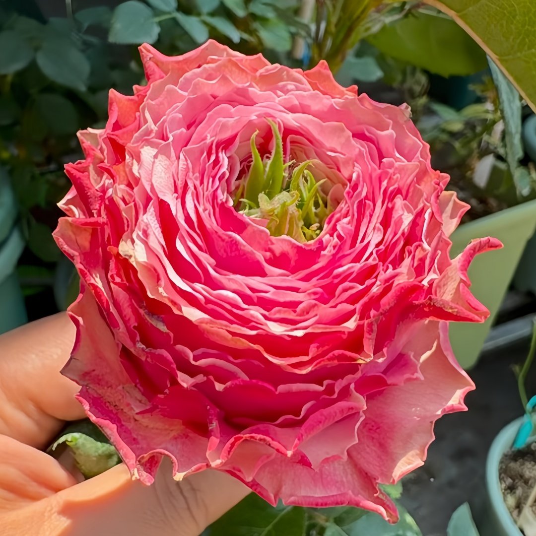 Belize Rose Plant｜伯利兹 image 1