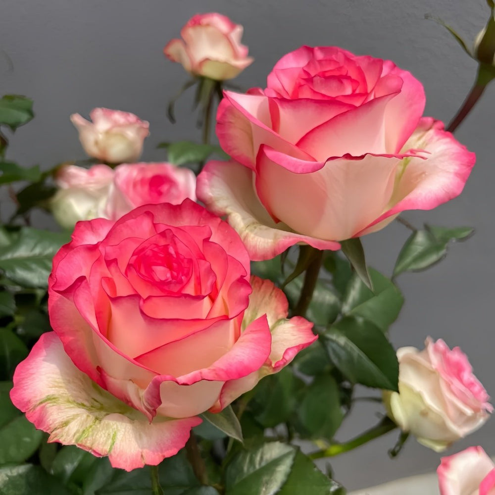 Jumilia Rose Plant｜艾莎 image 3