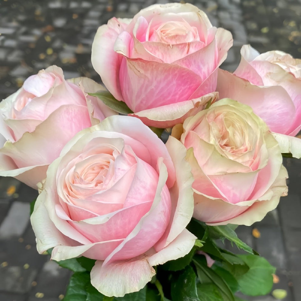 Lyon Llumieres Rose Plant|优雅 image 2