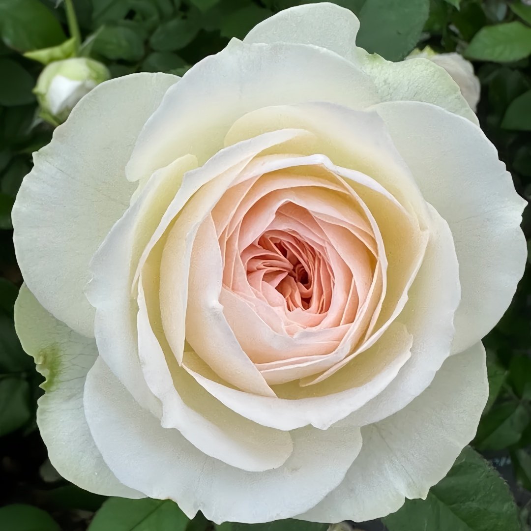 Lorena Summerhouse Rose Plant|雷娜山庄 image 1