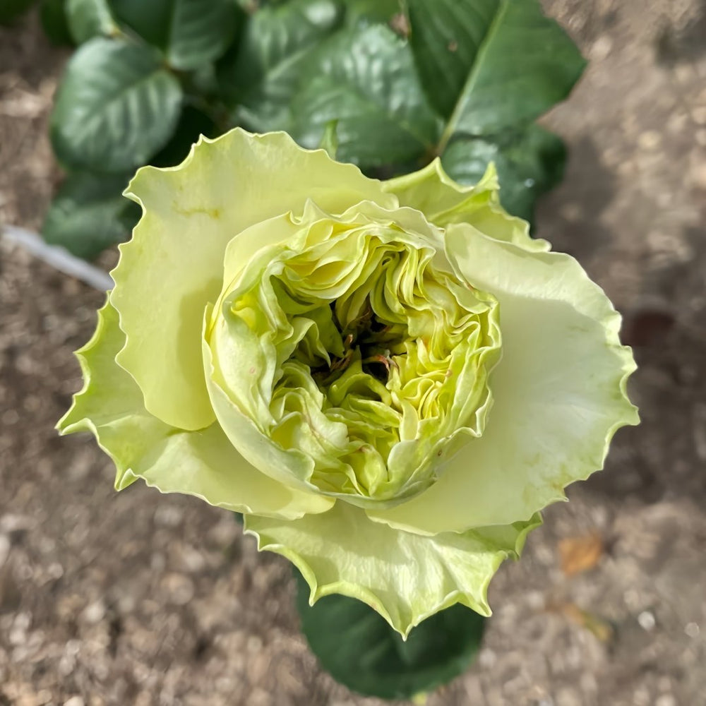 Solsbury Hill Rose Plant|索尔斯伯里山 image 2