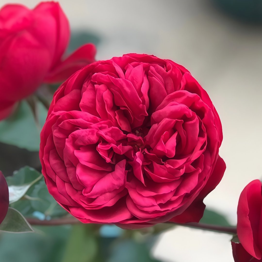 Piano Rose Plant| 红钢琴 image 4