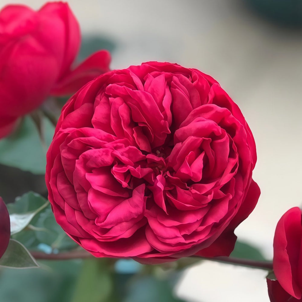 Piano Rose Plant| 红钢琴 image 4