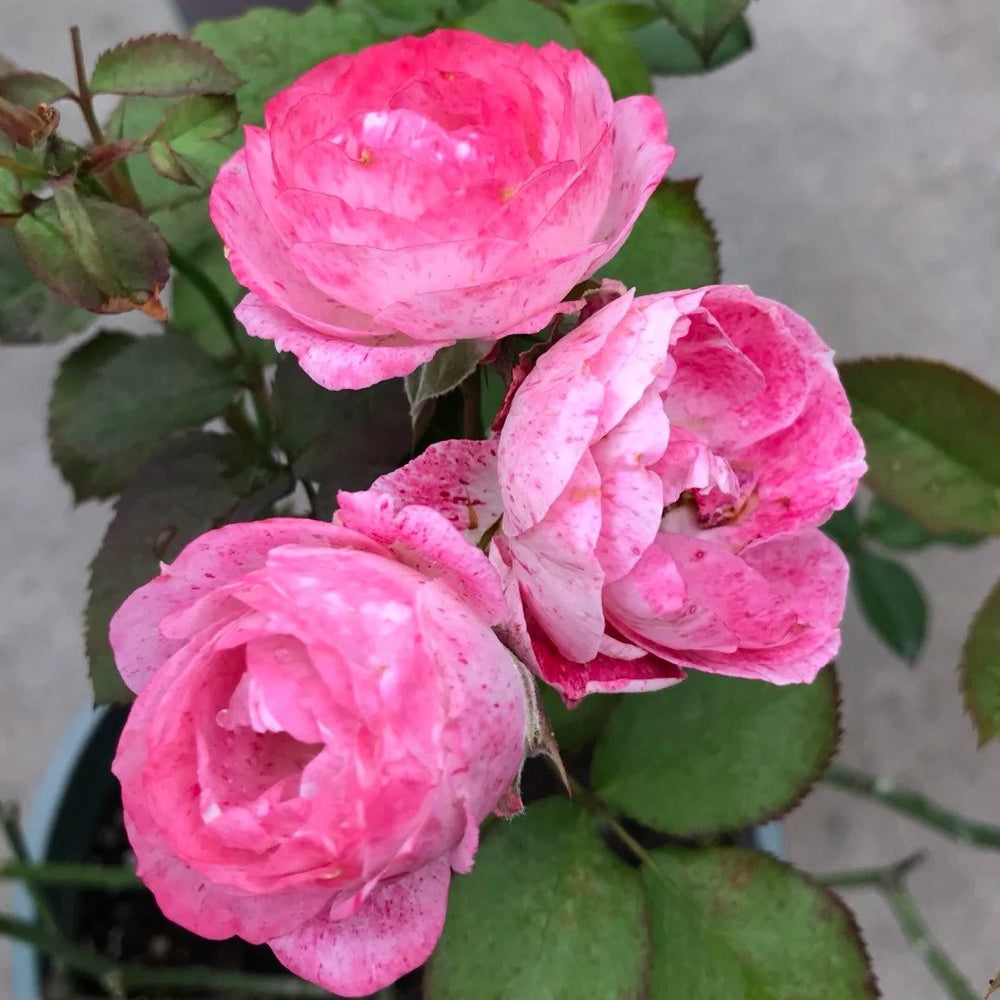 Lady Candle Rose Plant|雪花肥牛 image 3