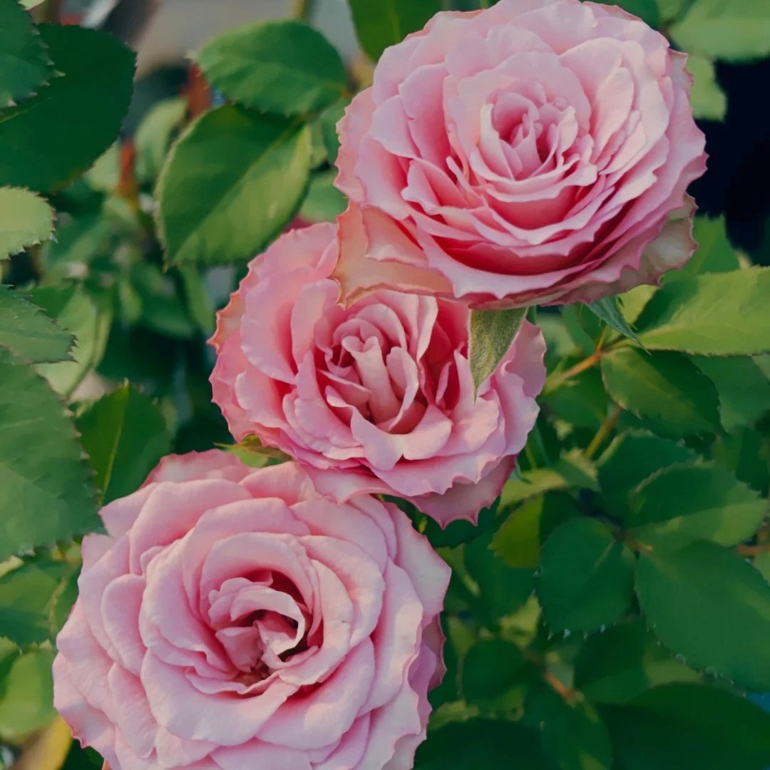 Ginette Rose Plant｜吉内特 image 5