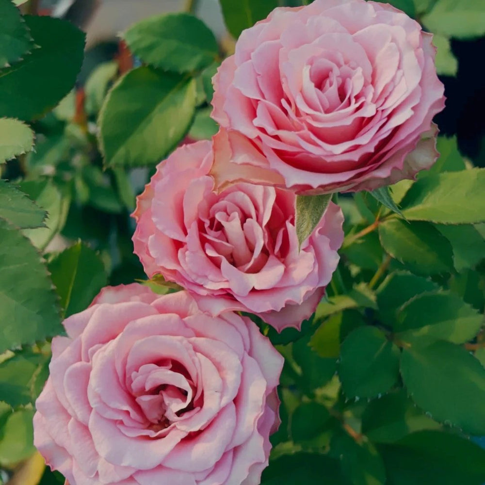 Ginette Rose Plant｜吉内特 image 5