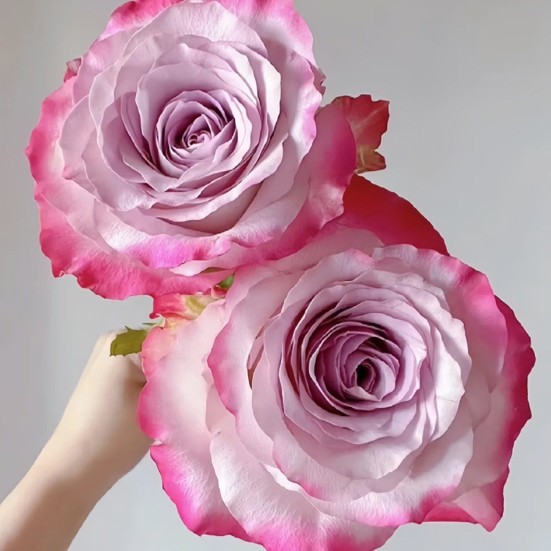 Glamorous Rose Plant ｜气场玫瑰 image 6