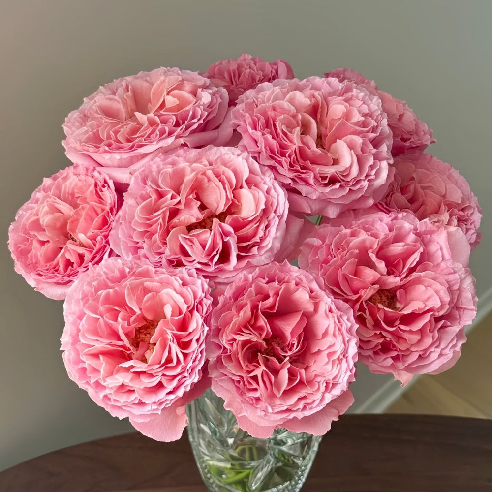 Laurent Cabrol Rose Plant｜劳朗卡布罗尔 image 9