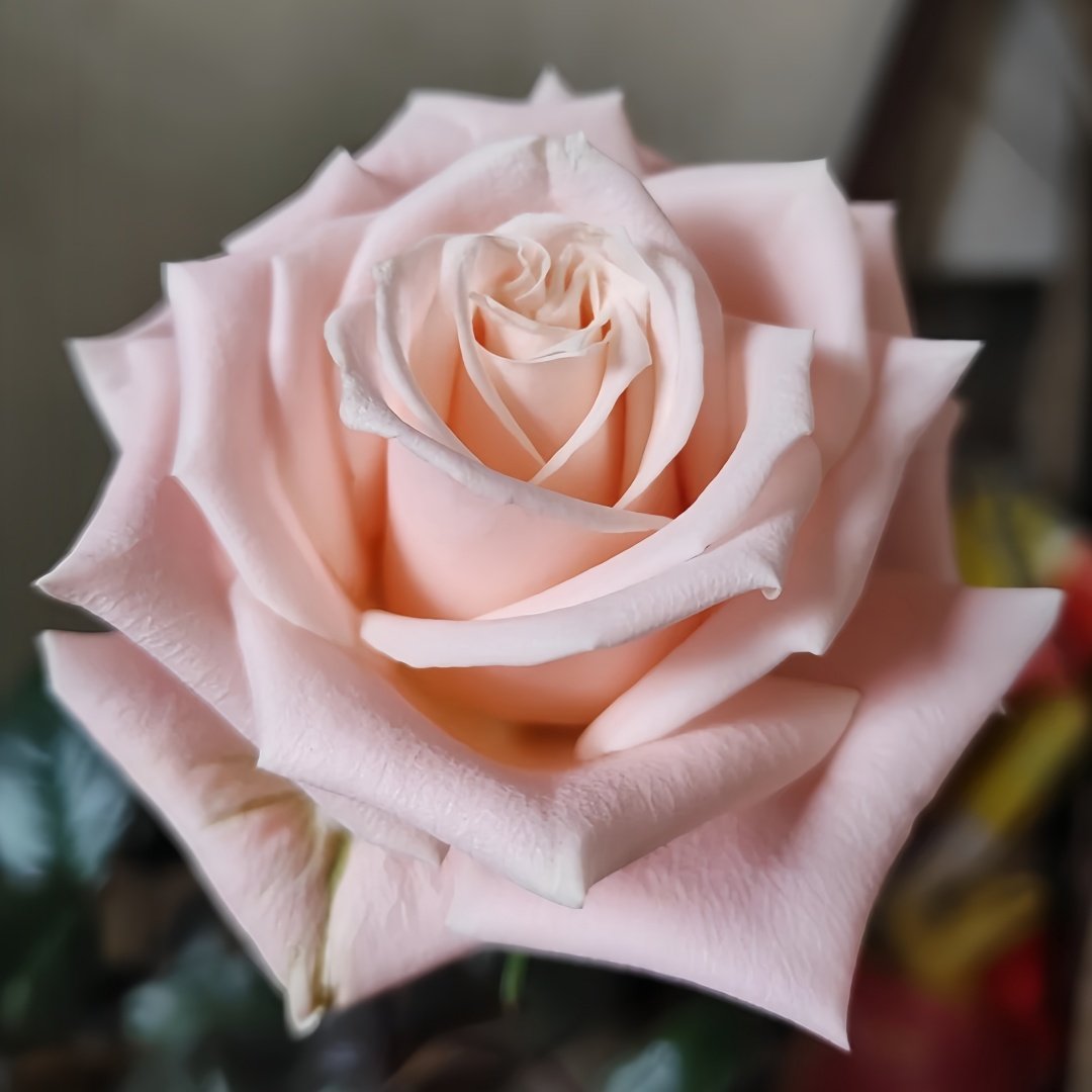 Almond Milk Candy Rose Plant|杏仁奶糖 image 8