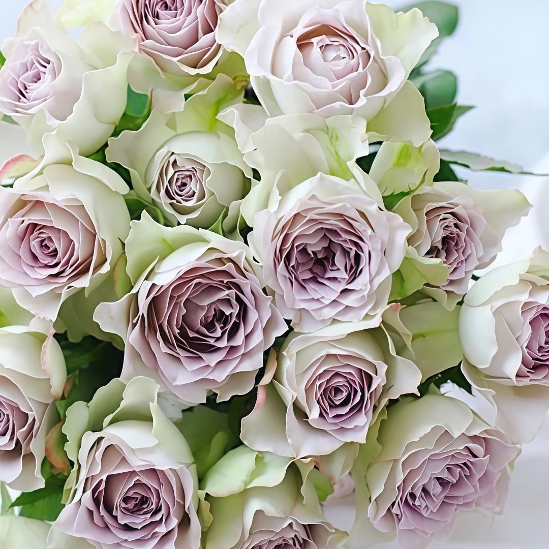 Lapis Veil Rose Plant | 青金石面纱 image 4