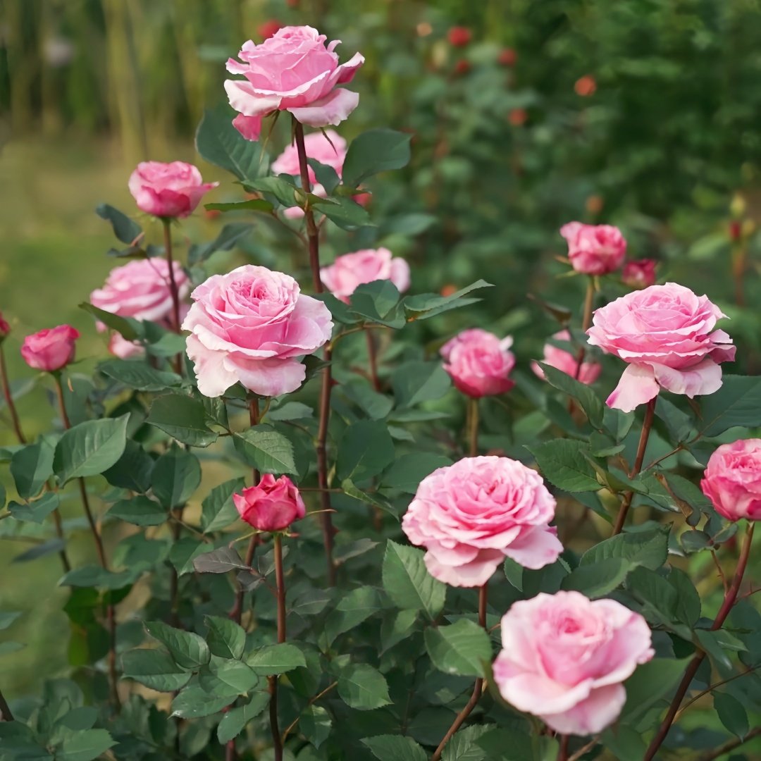 Jardin Parfumen Amoureuse Rose Plant｜禁忌感官 image 9
