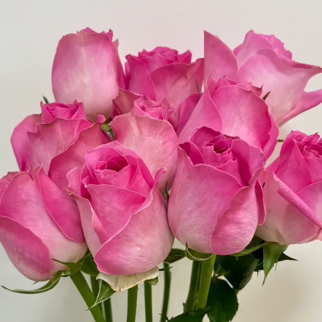 Candy Avalanche Rose Plant｜糖果雪山 image 5