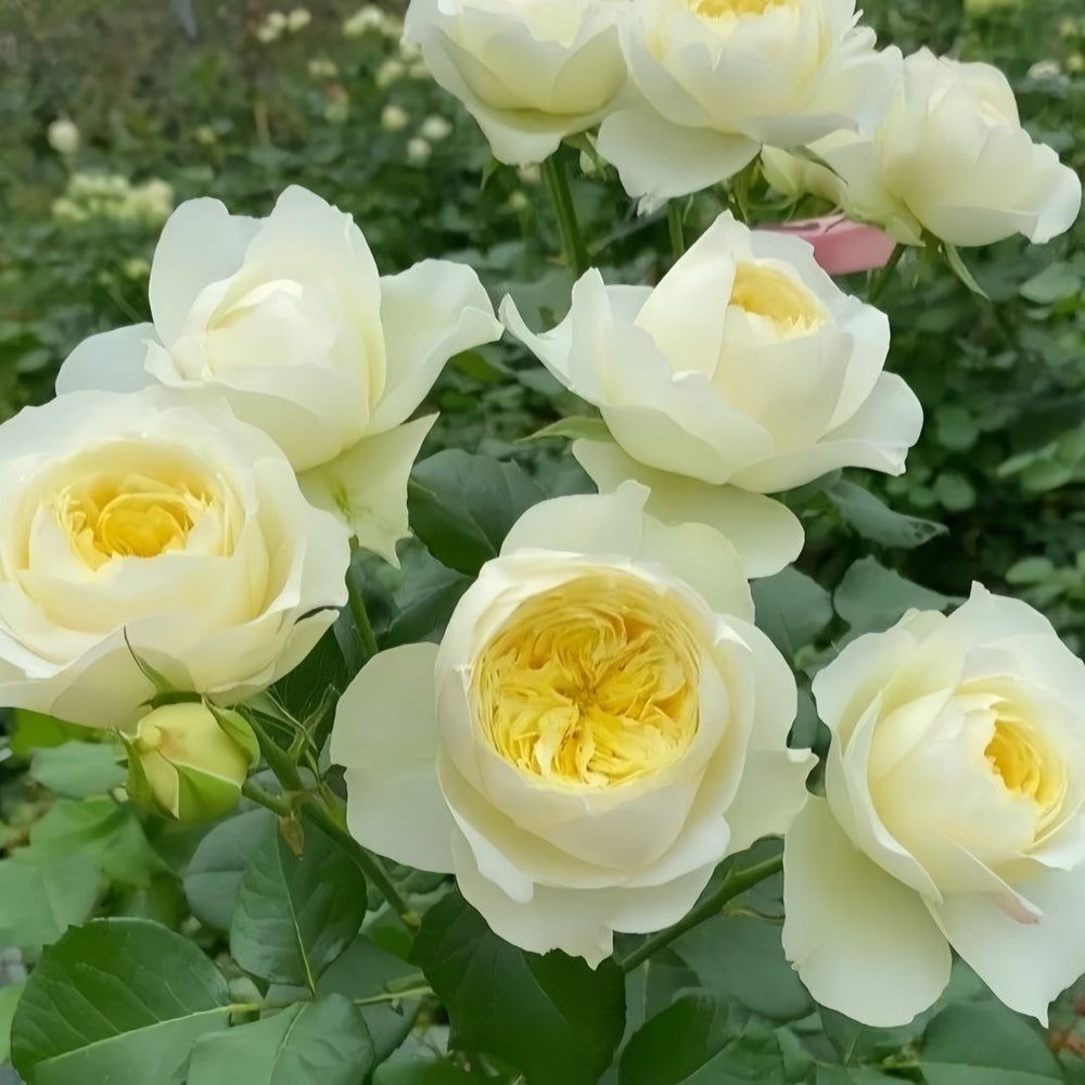 Royal Park Rose Plant｜皇家园林 image 8