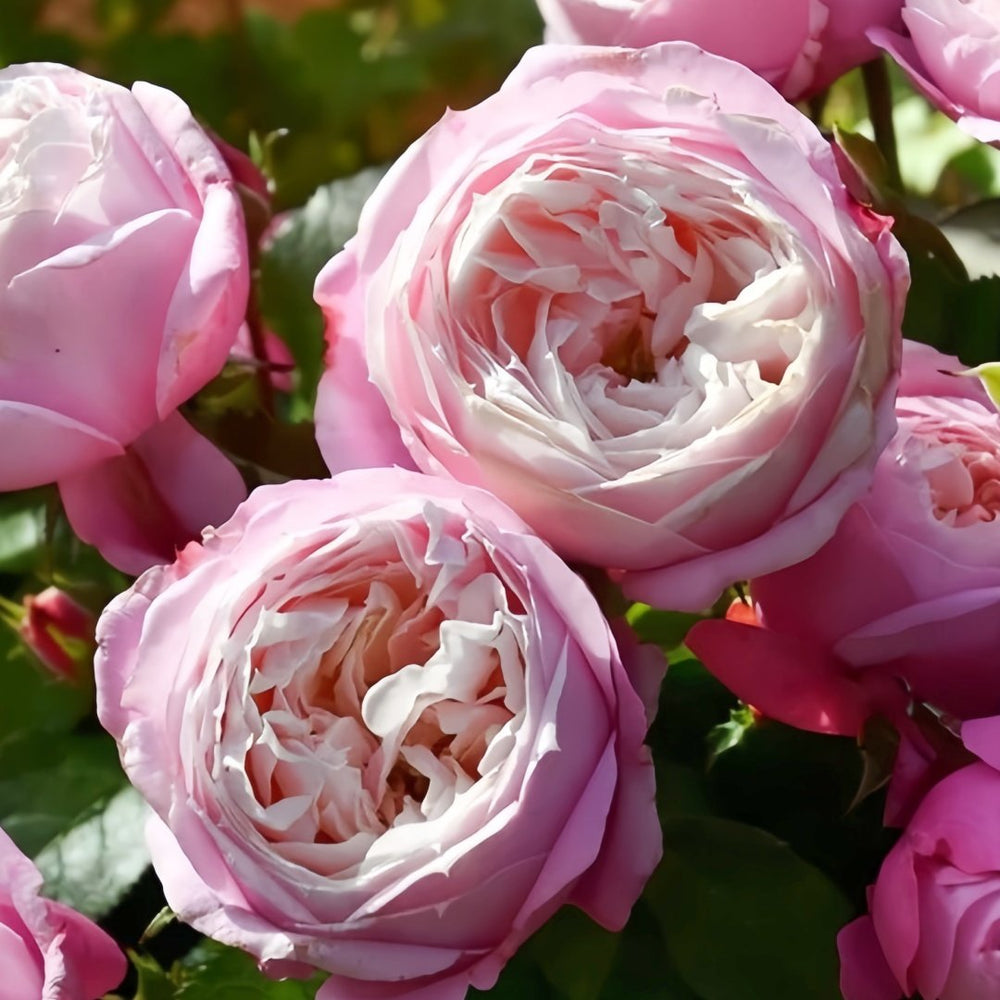 Pirouette Rose Plant|旋转芭蕾 image 4