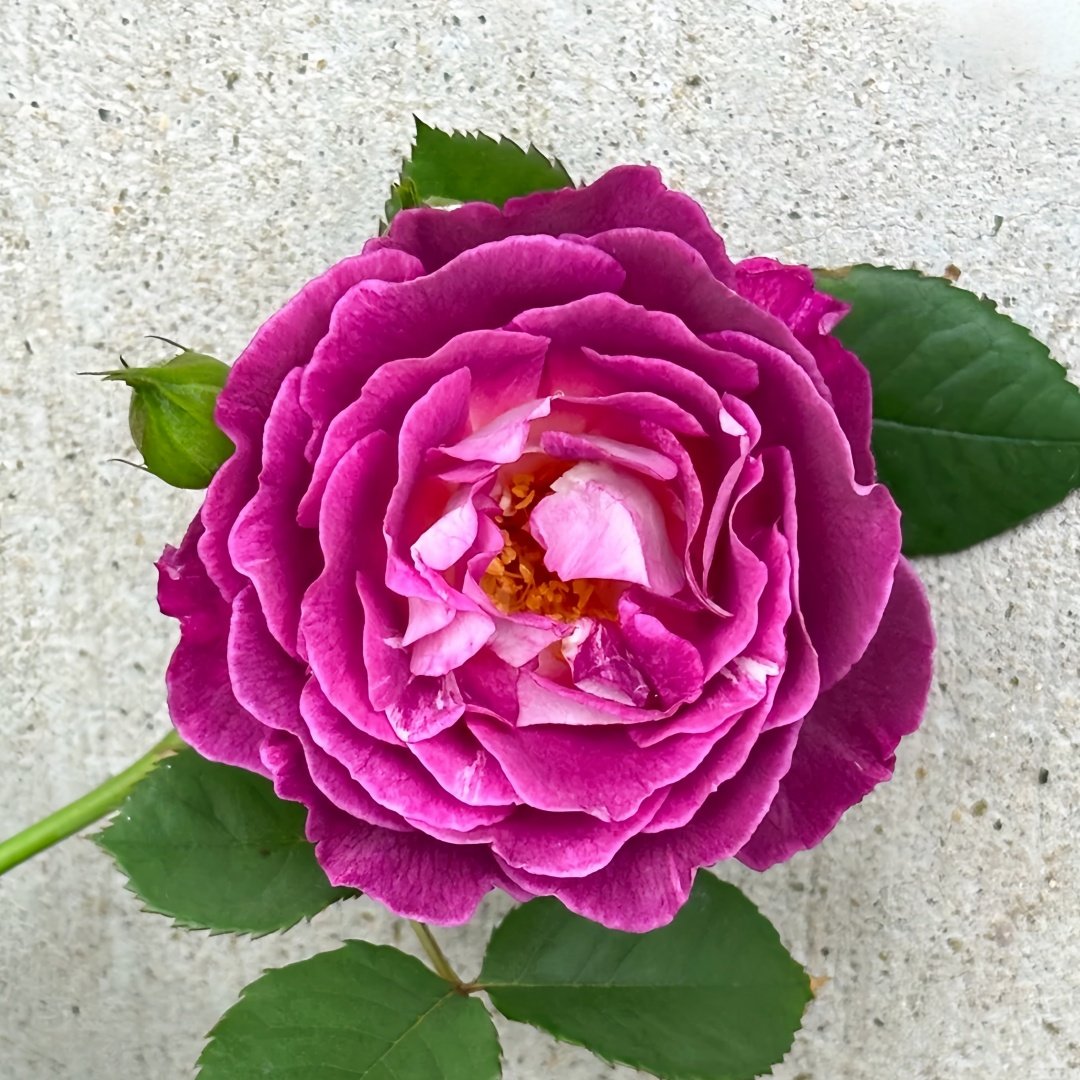 Huddersfield Choral Society Rose Plant｜合唱团 image 1