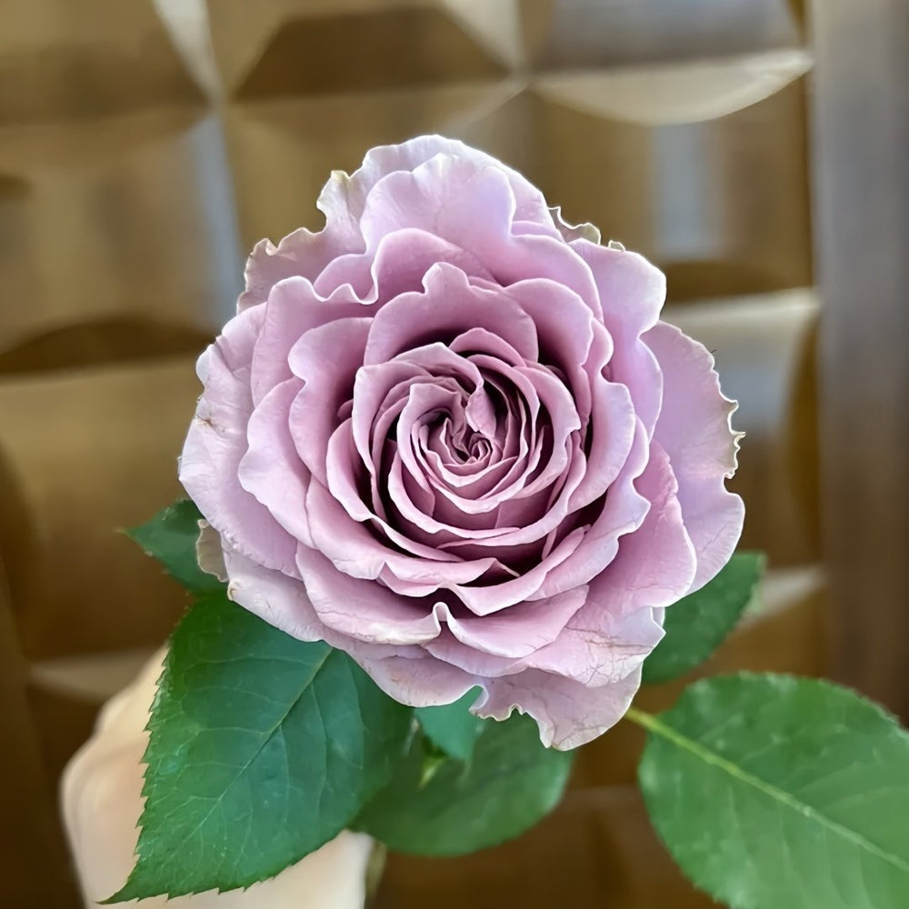 Blue Story Rose Plant｜蓝色物语 image 5