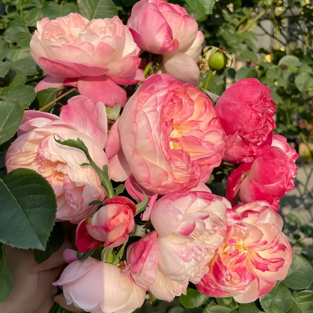 Dream Light Rose Plant｜梦光环 image 6