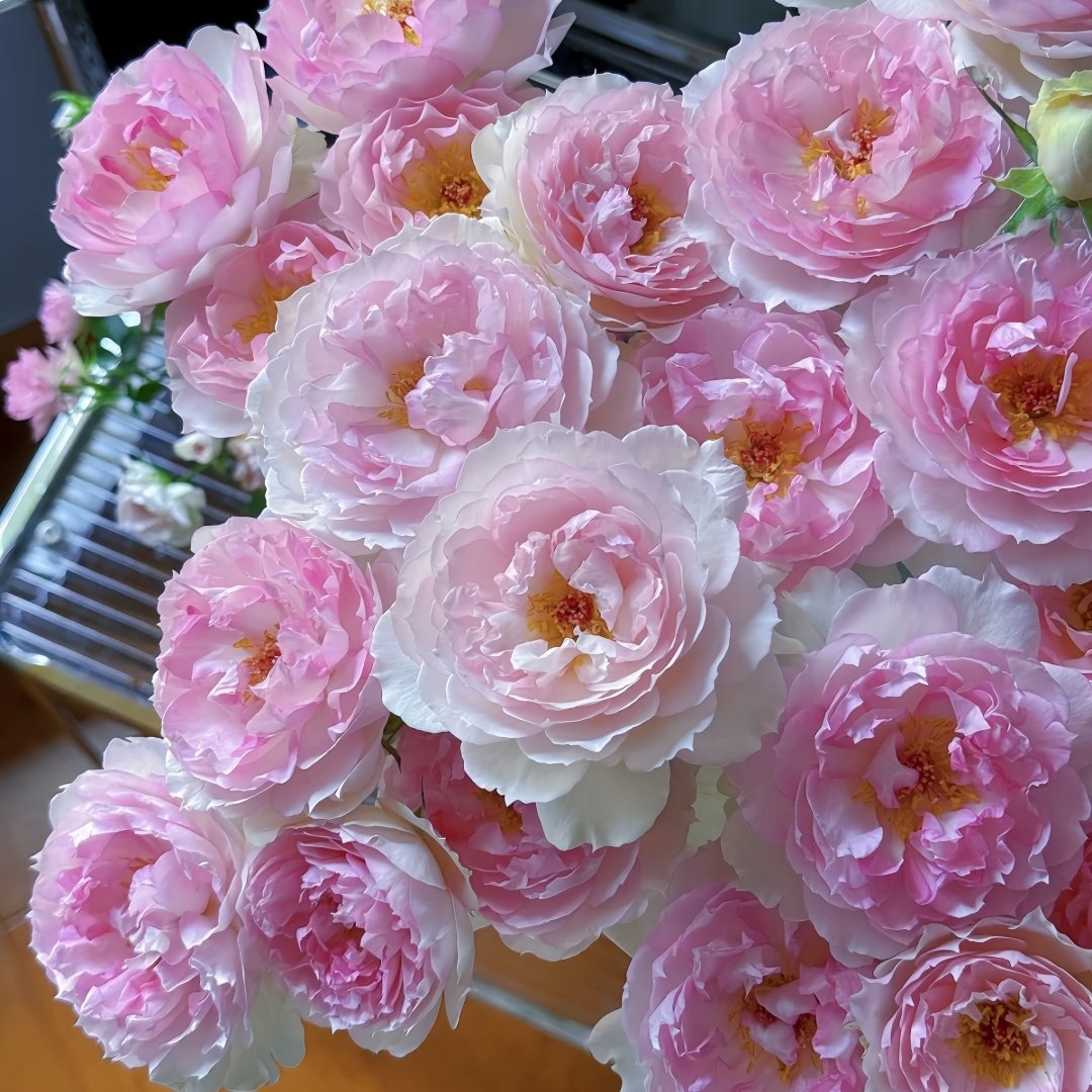Martha Rose Plant｜玛莎 image 3