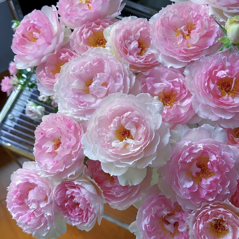 Martha Rose Plant｜玛莎 image 3