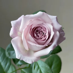 Bounty Way Rose Plant｜赏金之路 image 2