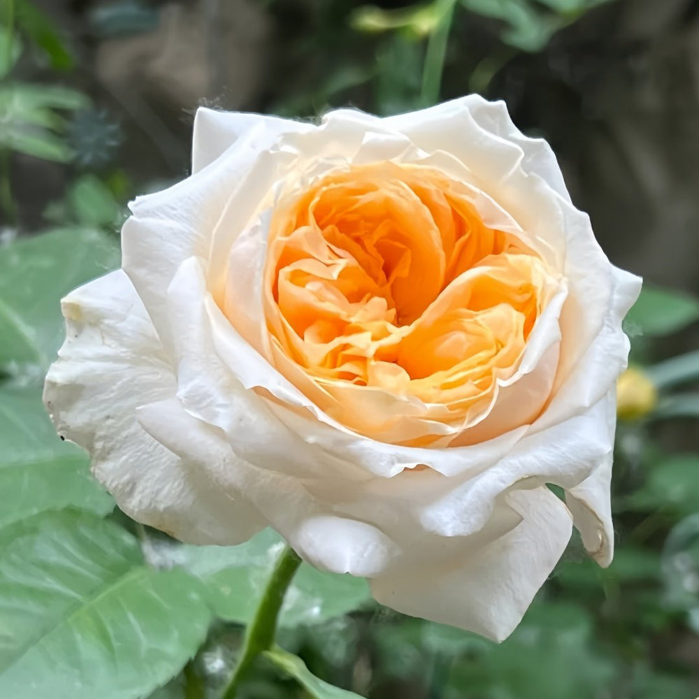 Victorian Peach Rose Plant|维多利亚蜜桃 image 3