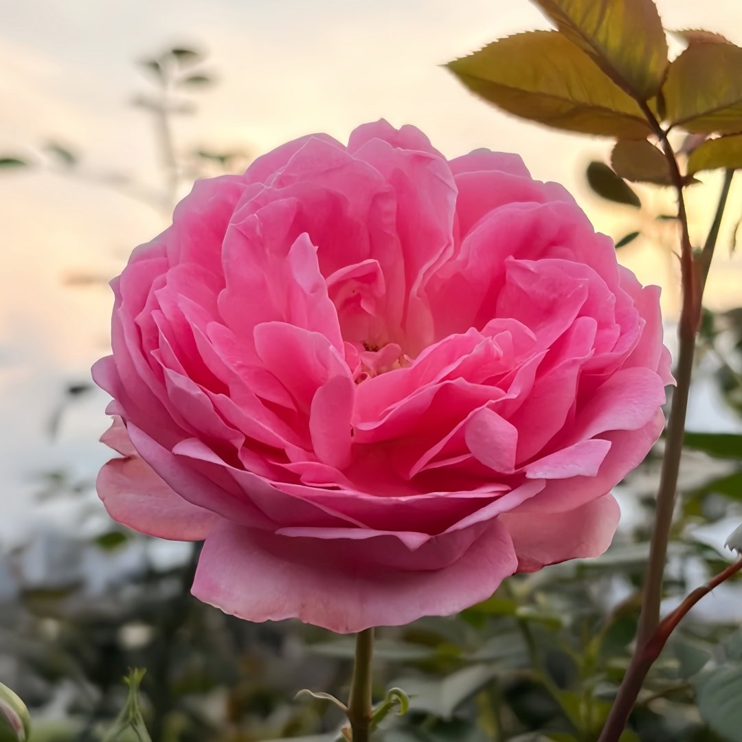 Miyako Rose Plant｜京/宫古 image 7
