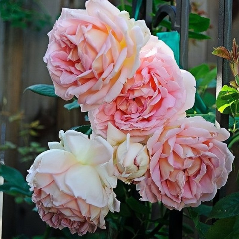 Janet Rose Plant｜珍妮特 image 4