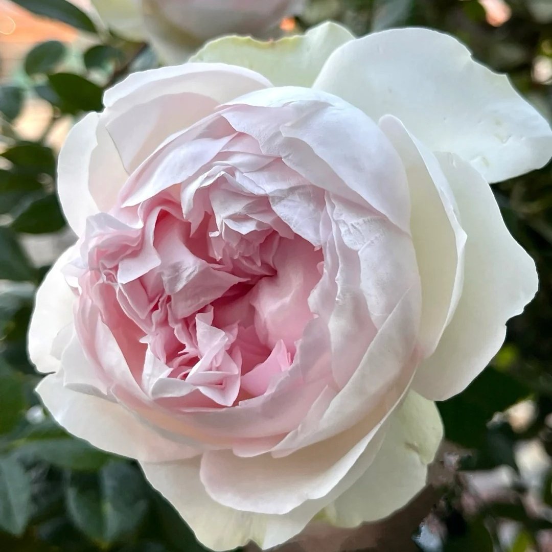 Roxann Rose Plant｜罗克珊 image 5