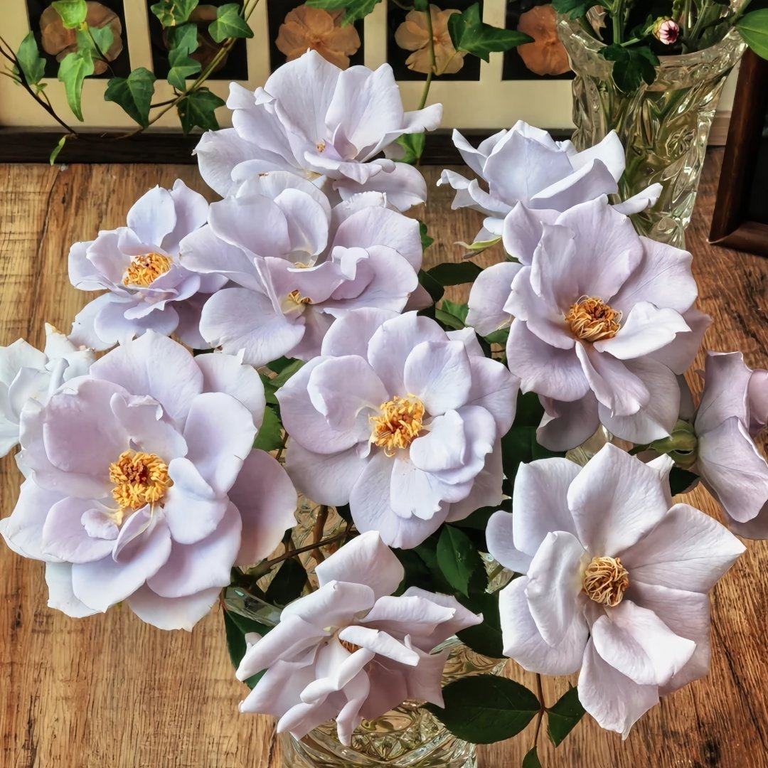 Turn Blue Rose Plant|转蓝 image 0