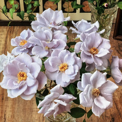 Turn Blue Rose Plant|转蓝 image 0