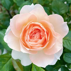 XingRang Rose Plant | 杏让 image 1
