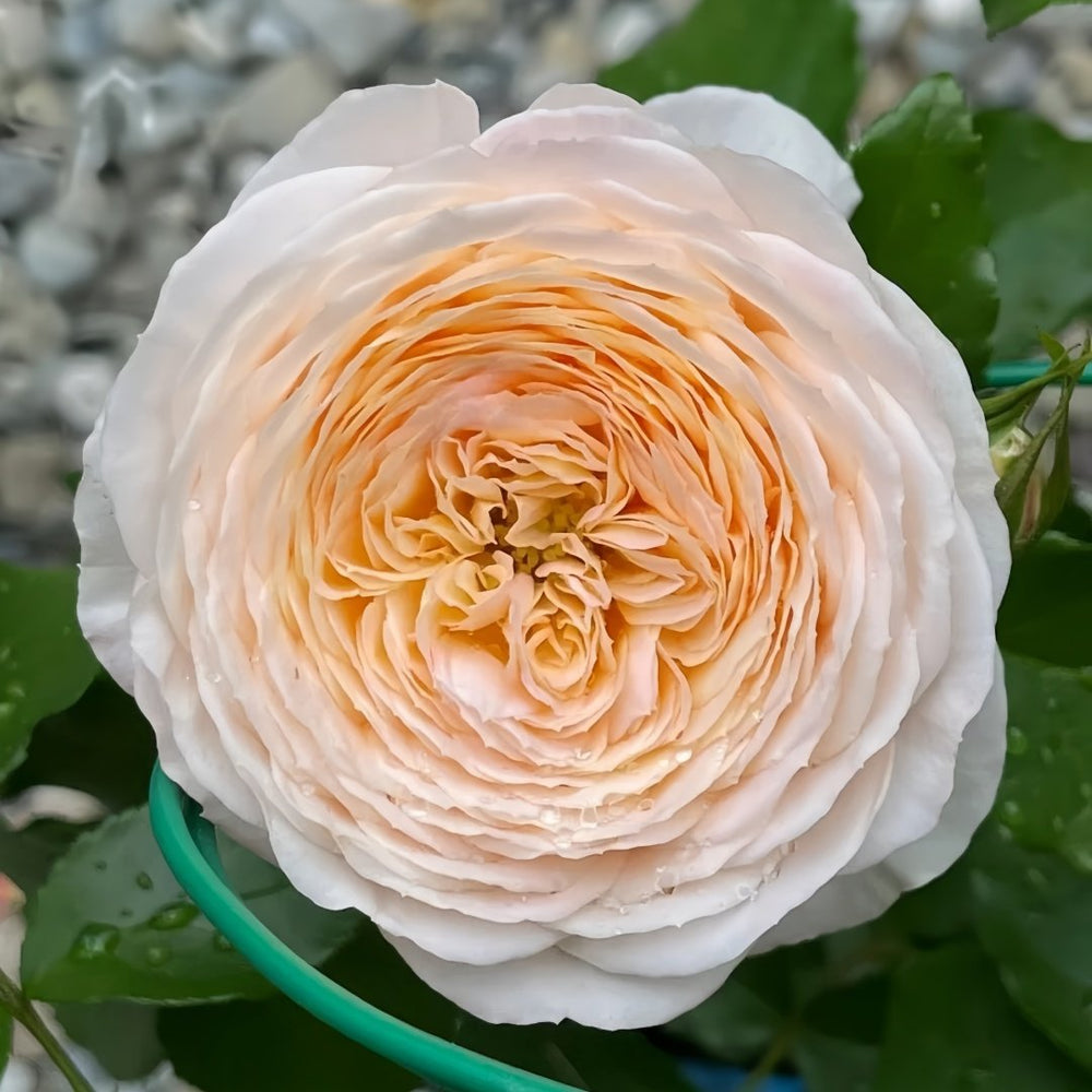 Domaine de Chantilly Rose Plant ｜玫瑰香橙 image 1