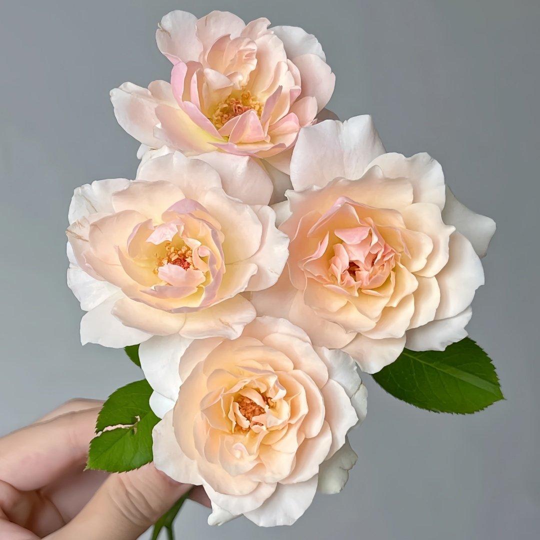 Chou Chou Rose Plant｜闪闪发光 image 6