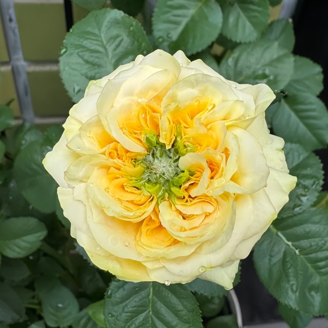 Country Bear Rose Plant|乡村熊 image 0