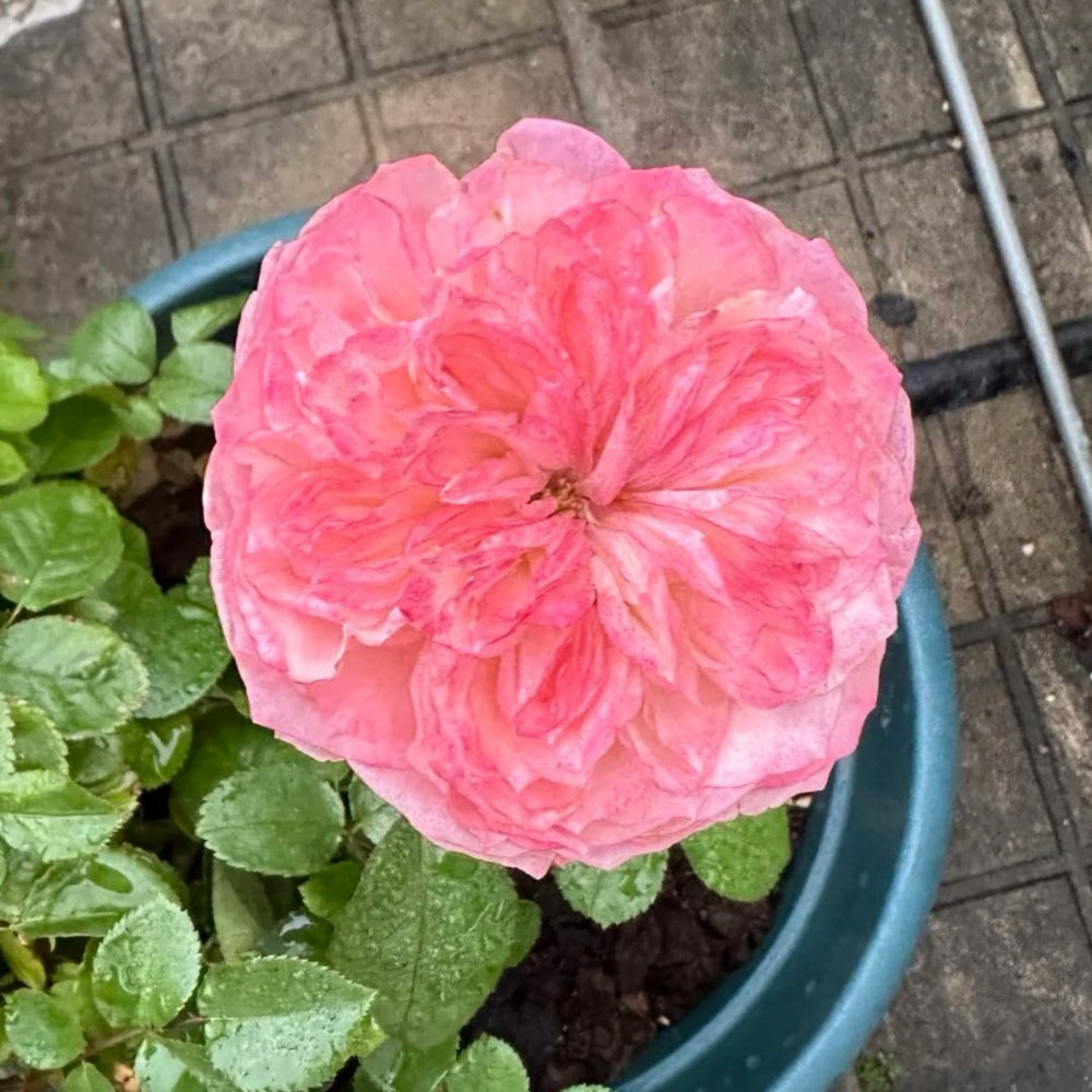 Xiaoliwo Rose Plant | 小梨涡 image 4