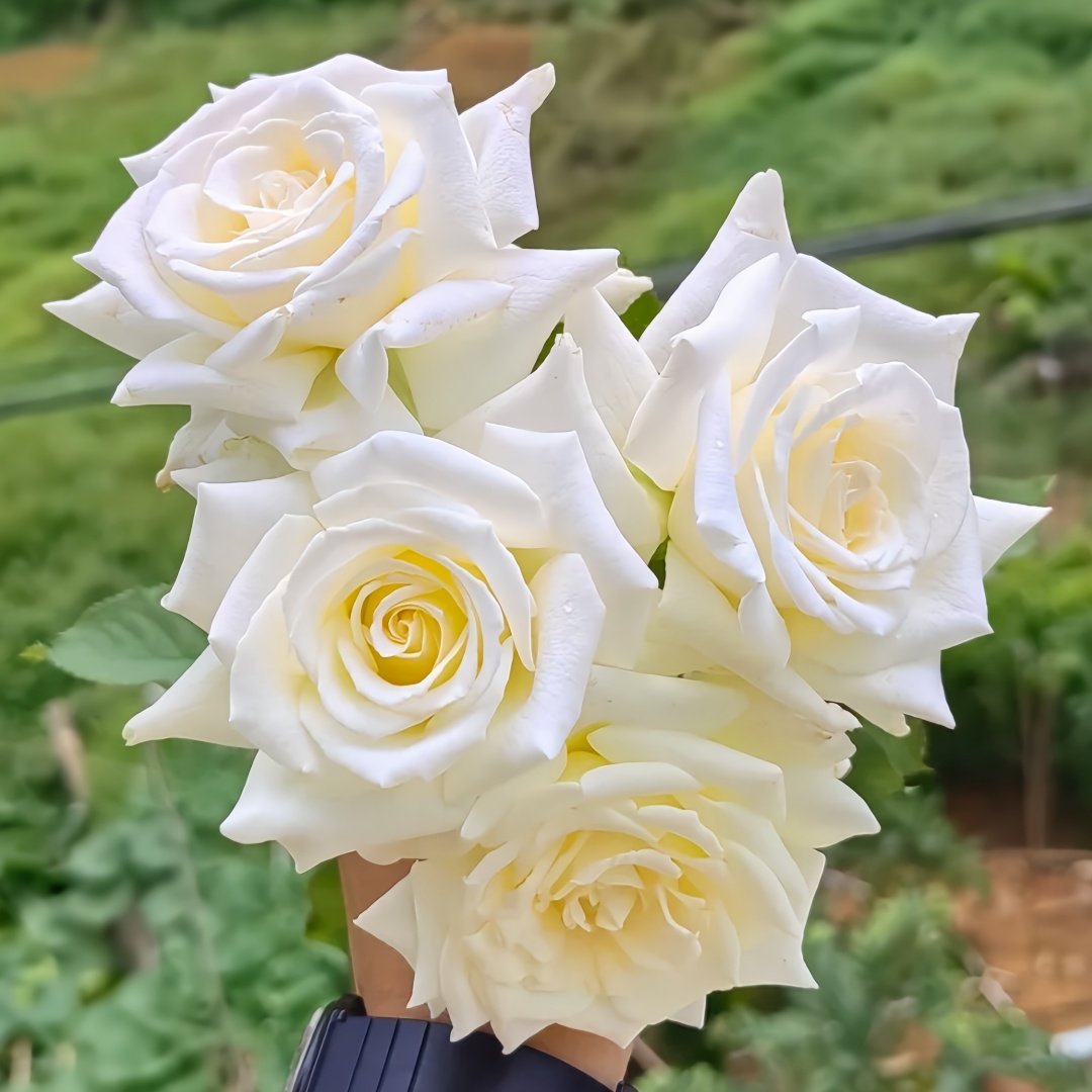 Pope John Paul II Rose Plant|保罗二世 image 7