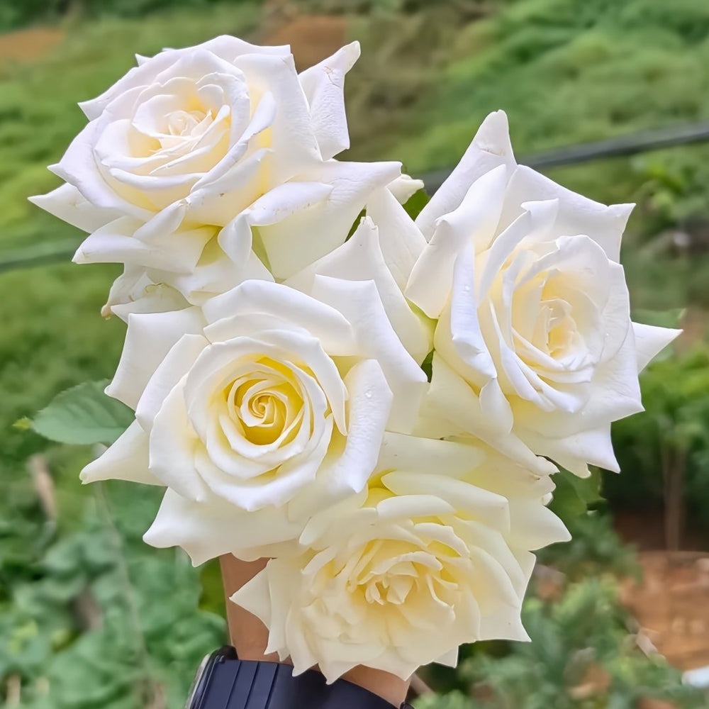 Pope John Paul II Rose Plant|保罗二世 image 7
