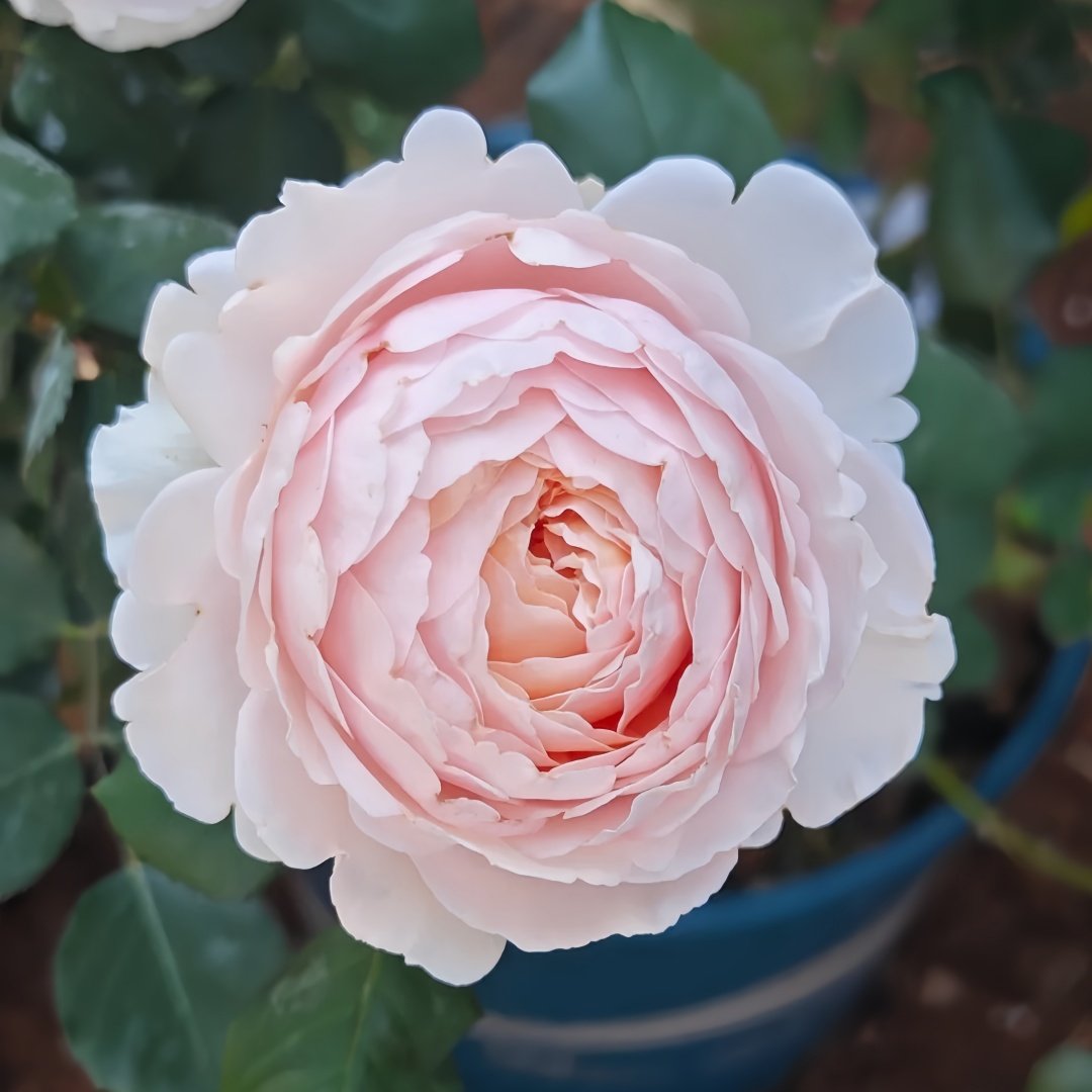 Yanzi Rose Plant|妍姿 image 2