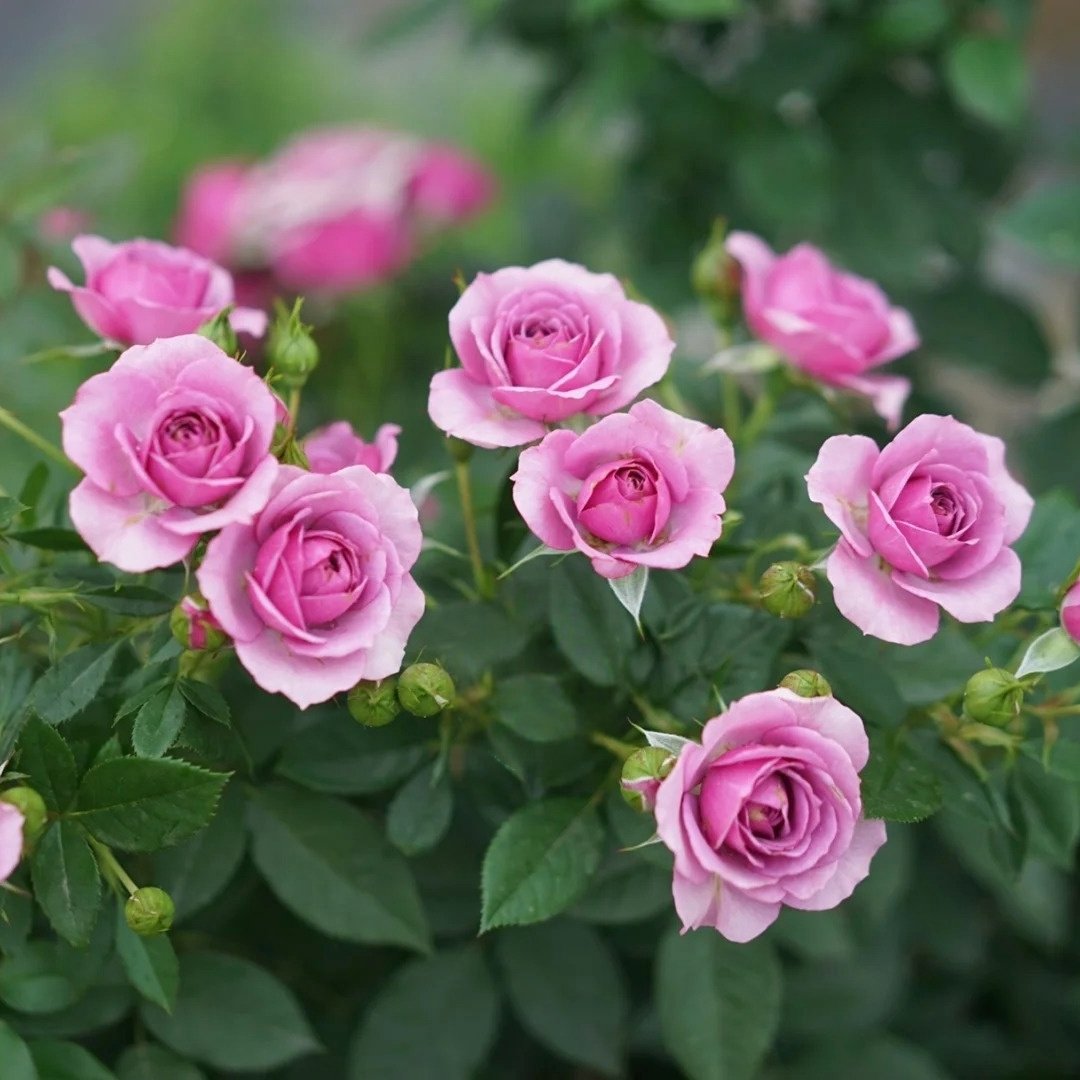 Lavender Flower Circus Rose Plant｜薰衣草门廊 image 6