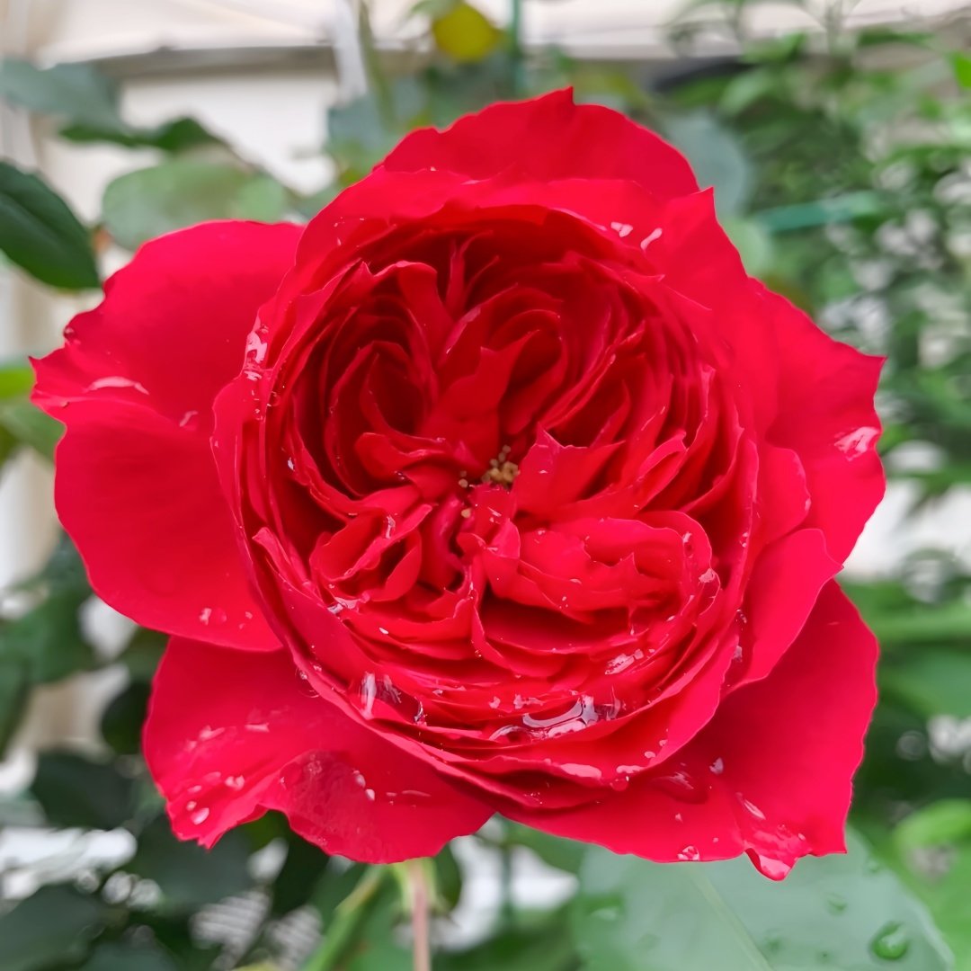 Red Ribbon Ruban Rouge Rose Plant ｜红丝带 image 0