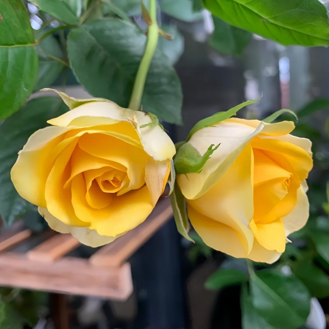 Sunny Beach Rose Plant｜阳光海滩 image 7