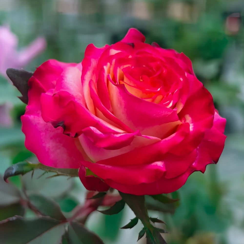 Memphis Rose Plant|梦菲斯 image 6