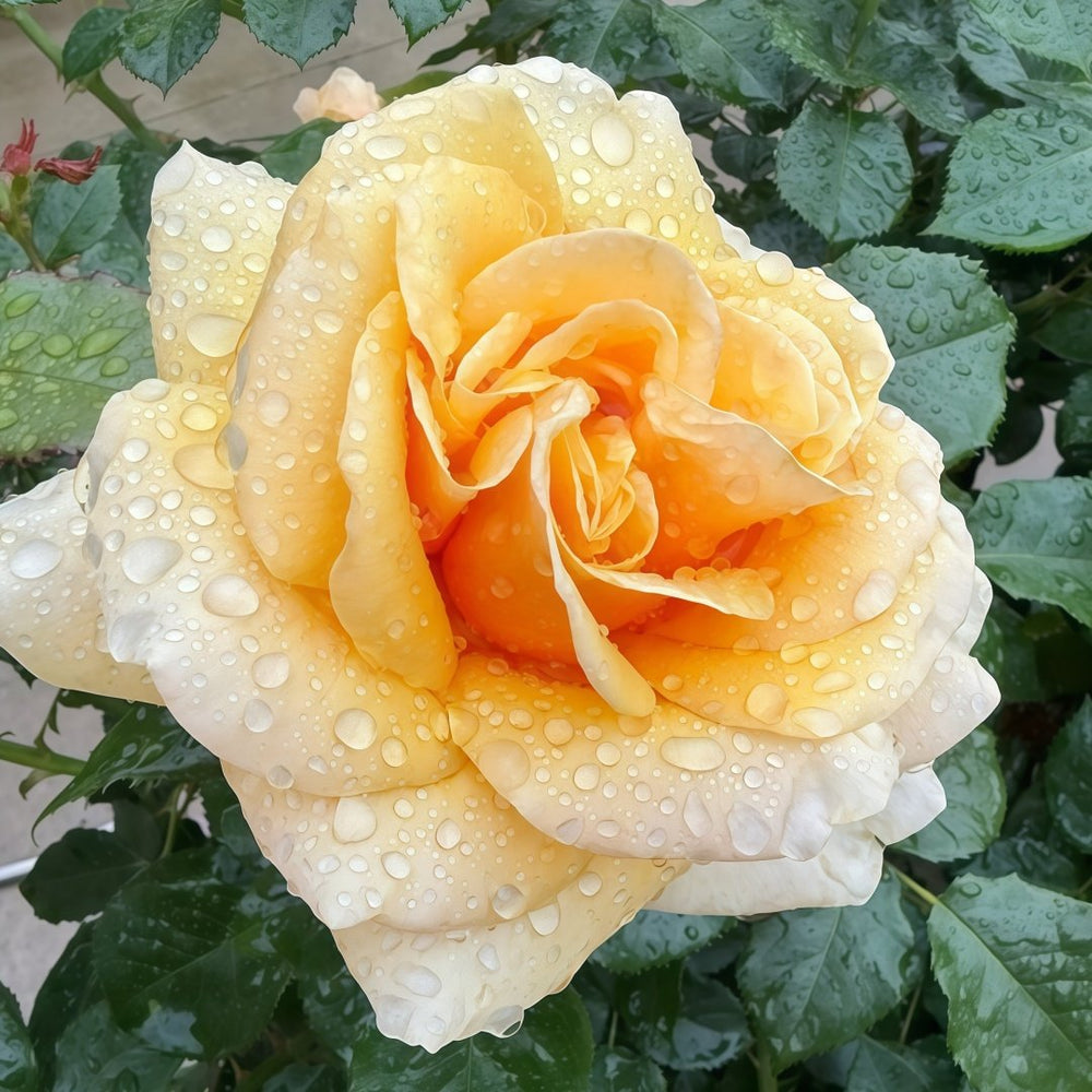 Saint Tropez Rose Plant | 圣特罗佩 image 1