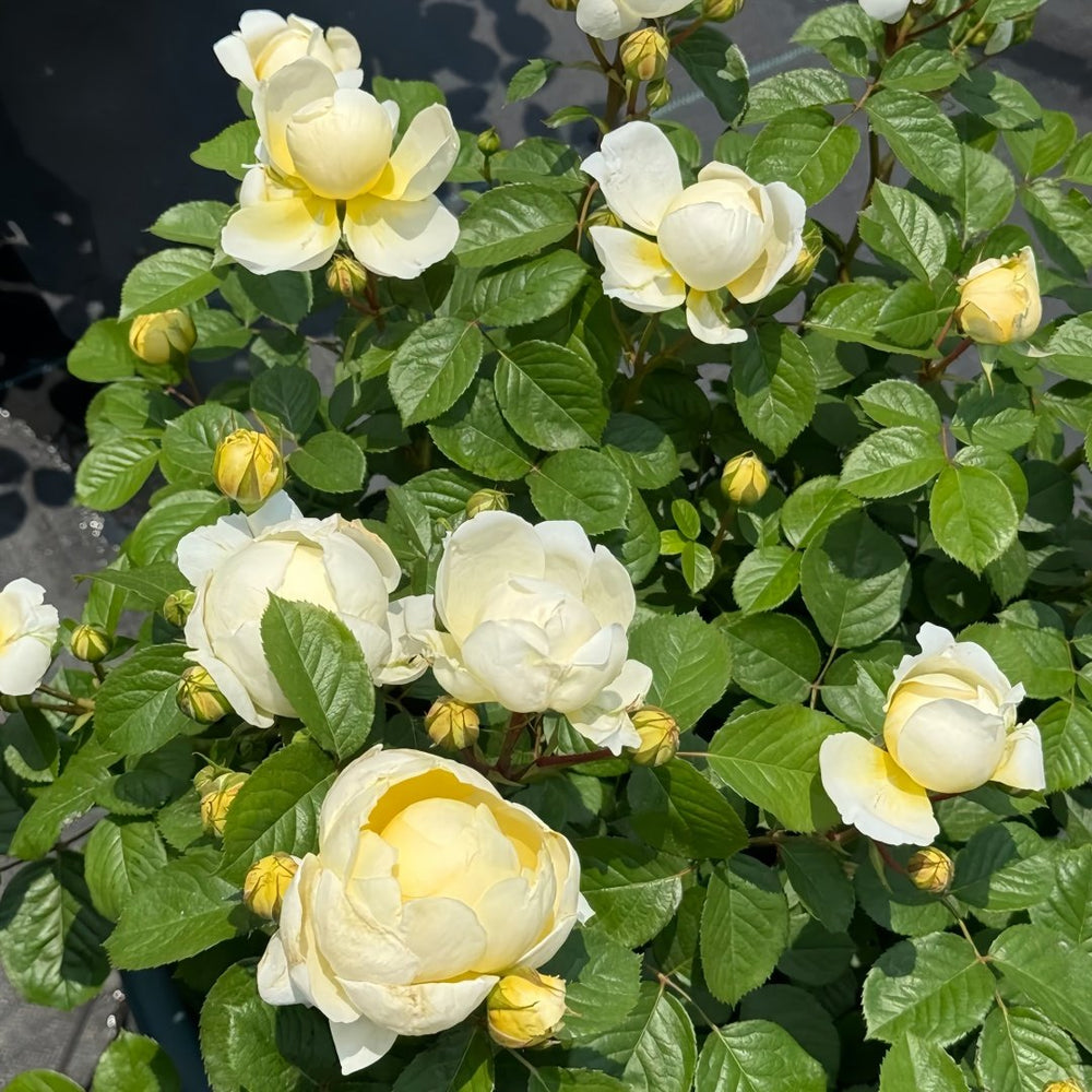 Misty Moonlight Rose Plant｜朦胧月色 image 7