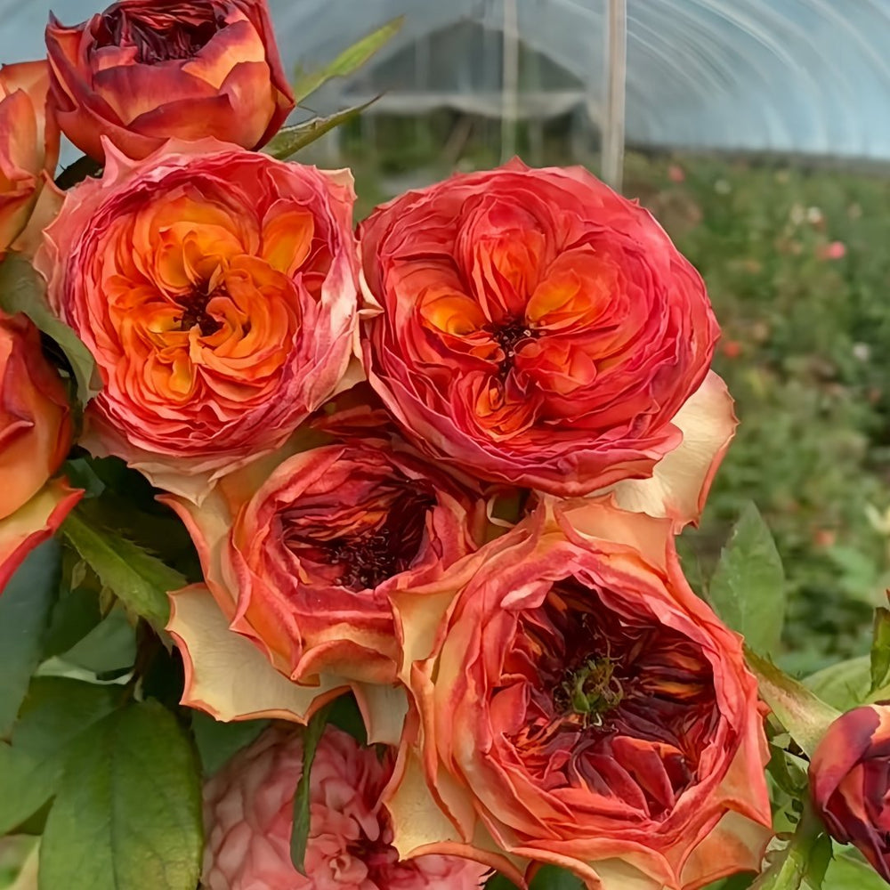 Star Trek Rose Plant｜星际迷航 image 6