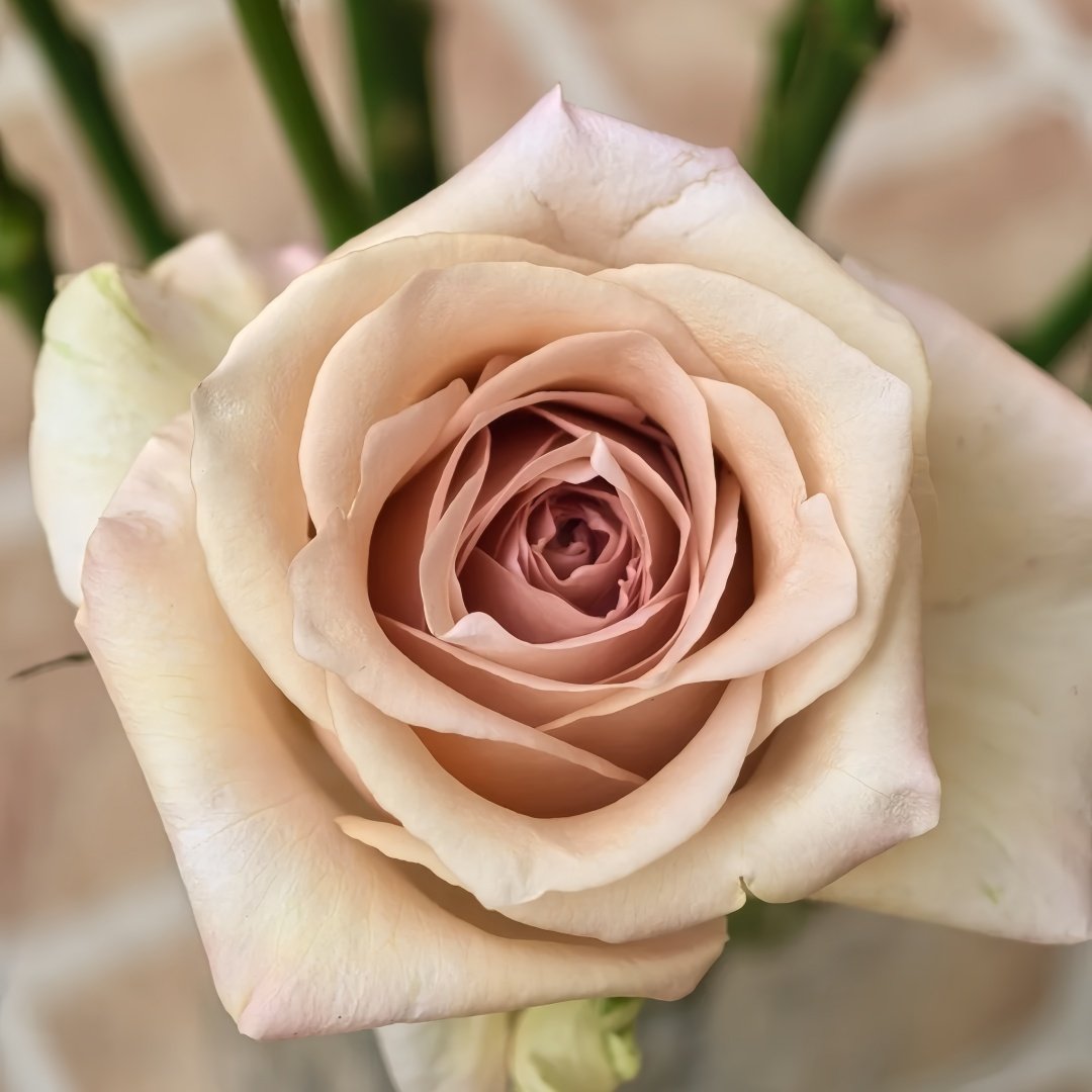 Brut Rose Plant｜布鲁特 image 4