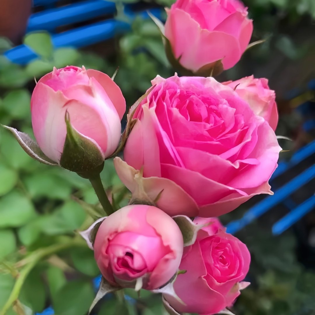 Super Sensation Rose Plant｜粉多头 image 5