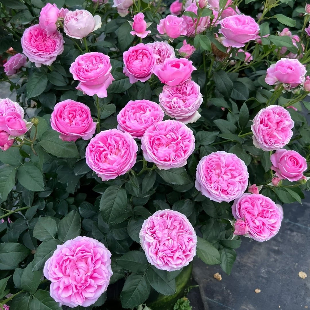 Wan Shan Rose Plant｜纨扇 image 9