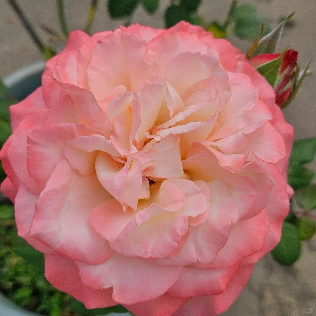 Joyce Rose Plant|乔伊斯 image 5